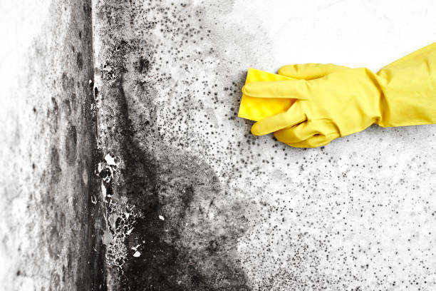 Best Mold Remediation for Healthcare Facilities  in Portland, IN