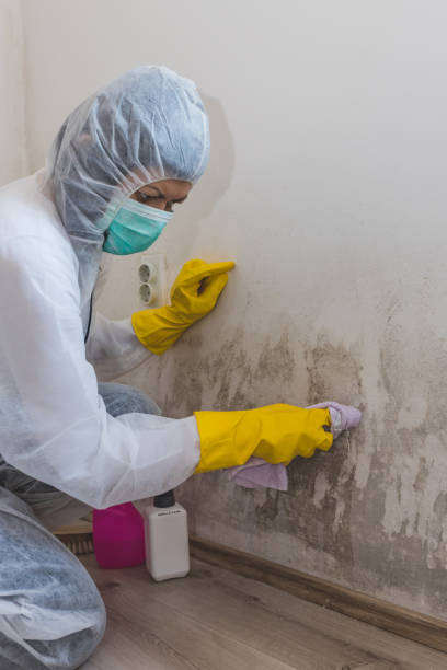 Best Environmental Consulting for Mold Prevention  in Portland, IN