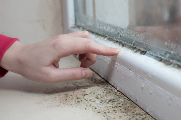 Best Mold-Related Health Consultation  in Portland, IN