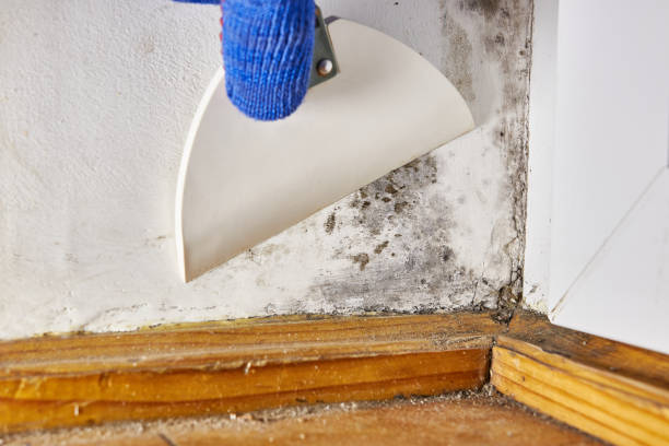 Best Real Estate Mold Inspection  in Portland, IN
